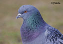 Columba livia